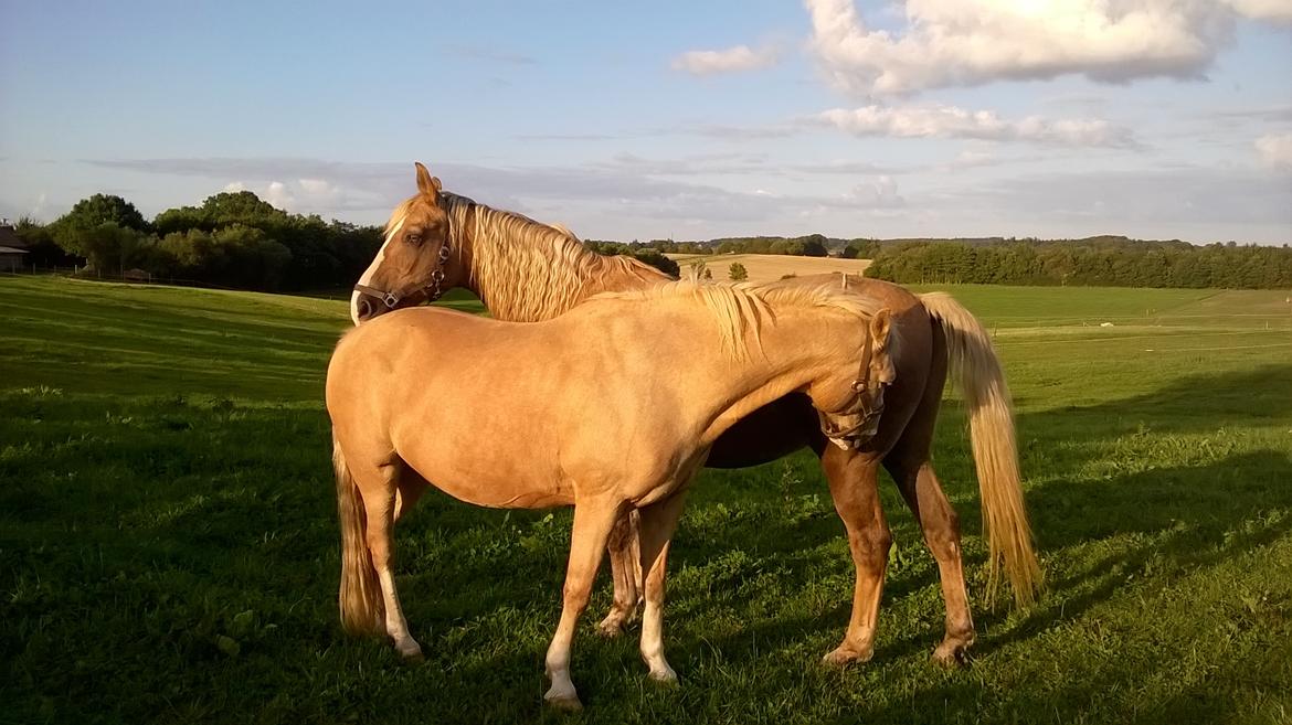 Palomino Thorgal Alexsis - Thorgal forrest, og Djoker billede 6