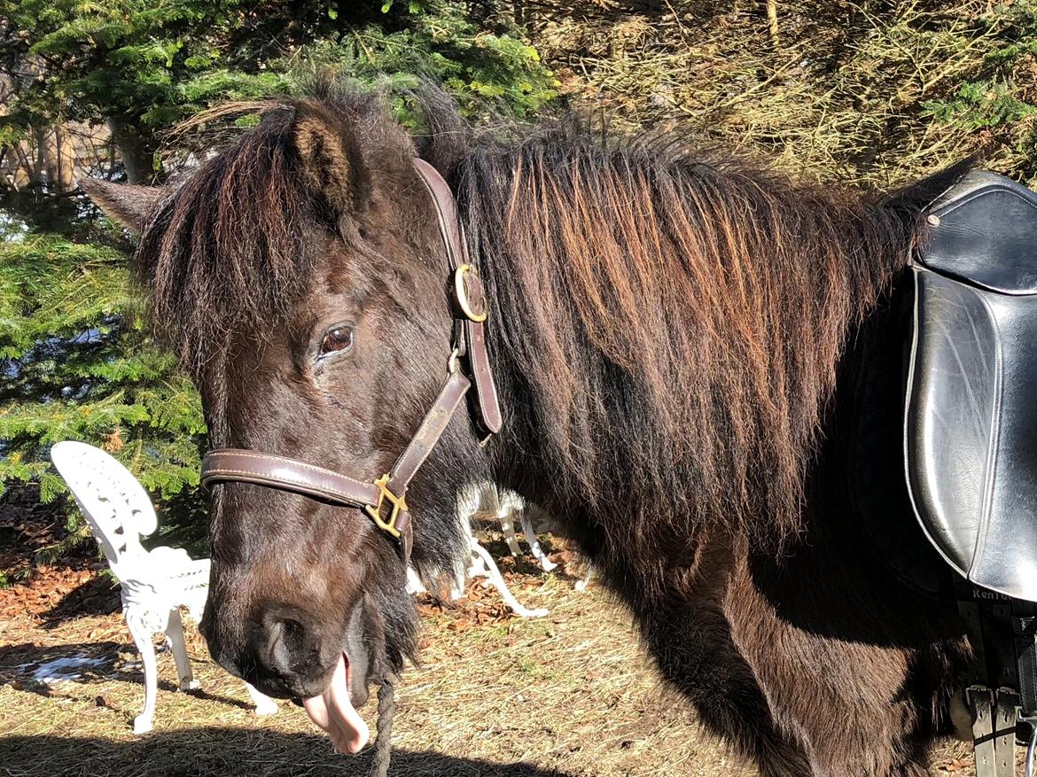 Islænder Sókn Frá laxárnesi billede 10