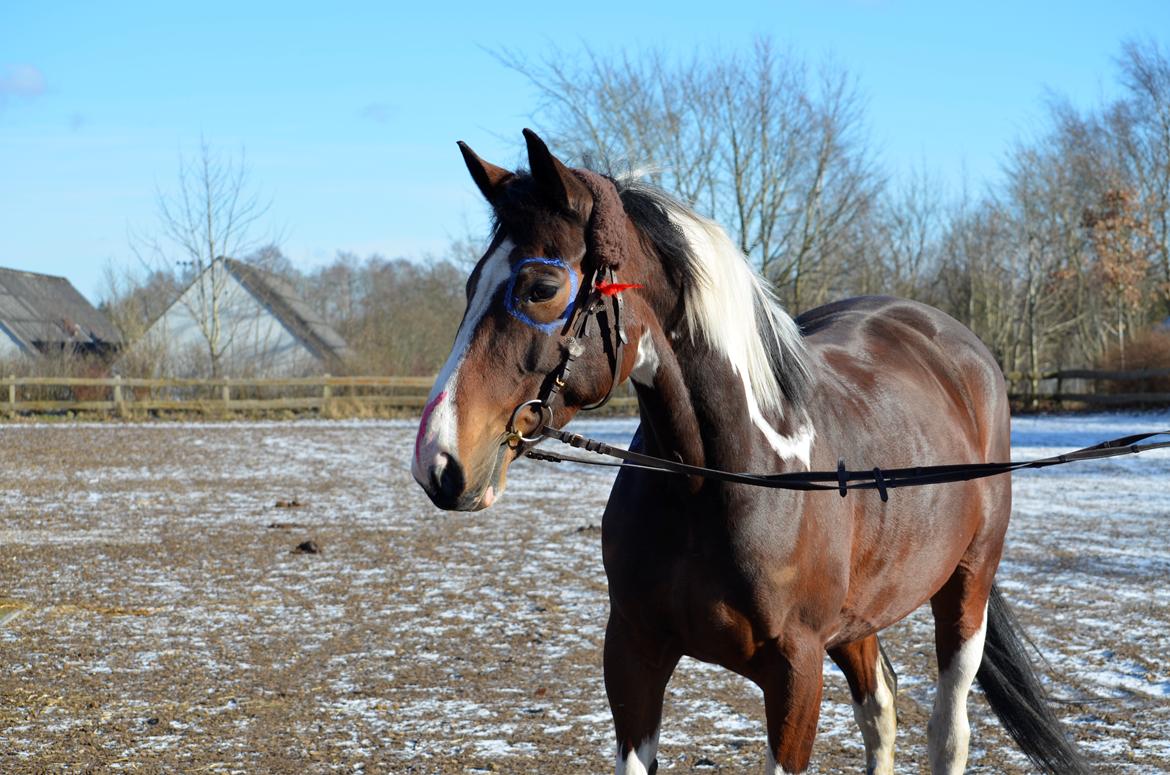 Pinto Elmegårdens Prada - Fastelavnsstævne Hylke 24/02-18 billede 11