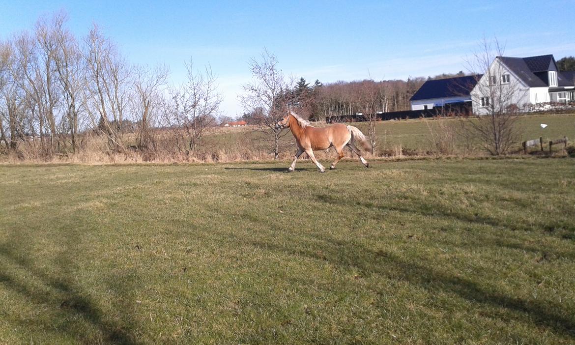 Tyroler Haflinger Luca-Lavanda billede 20