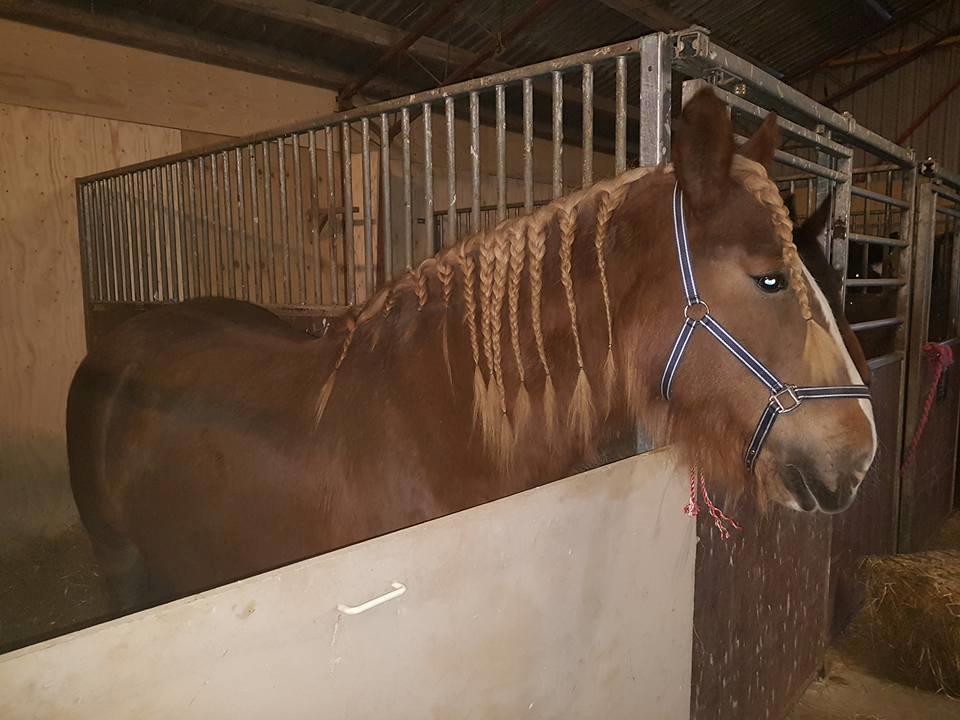 Jyde Helena billede 2