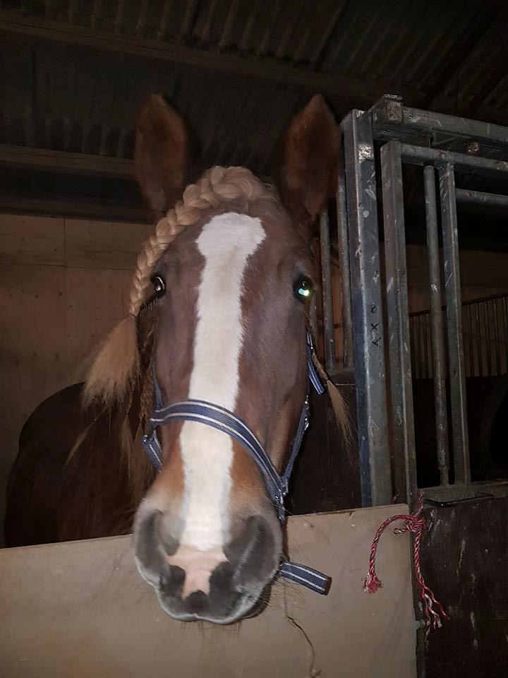 Jyde Helena billede 4