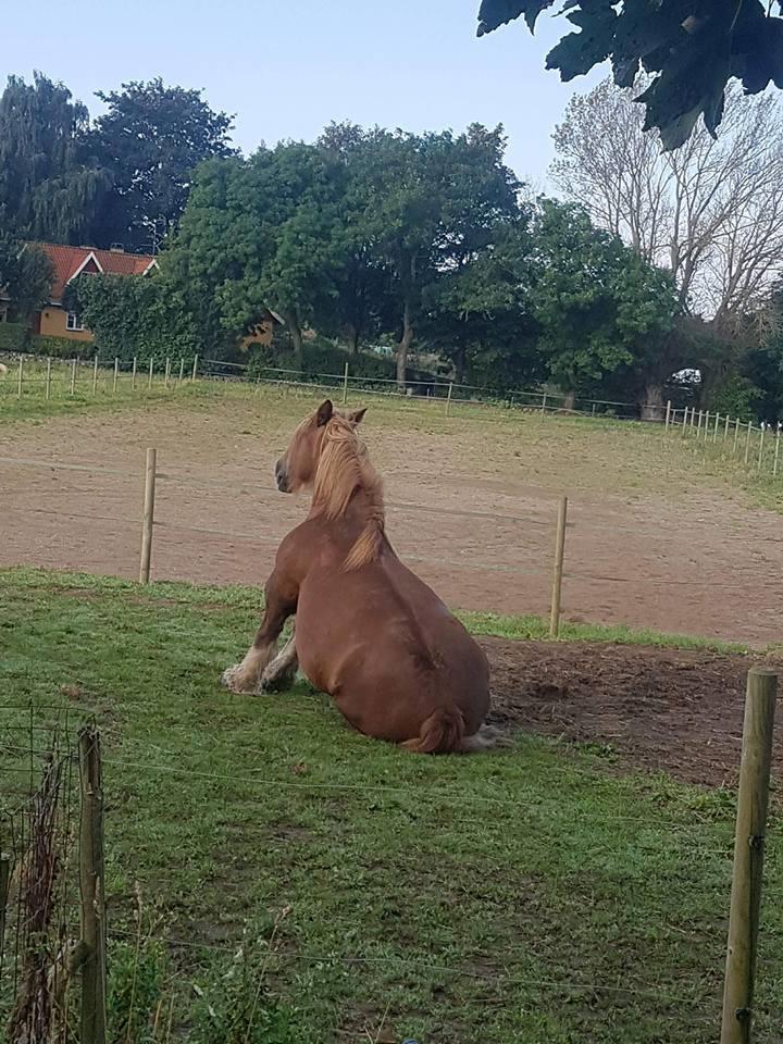 Jyde Helena billede 6