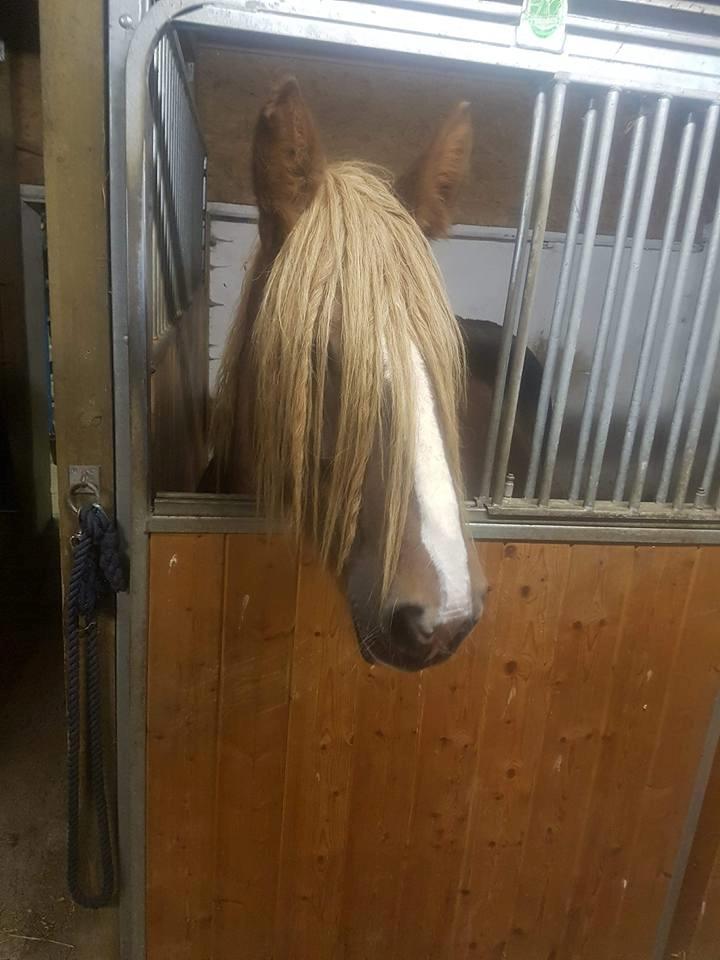 Jyde Helena billede 3