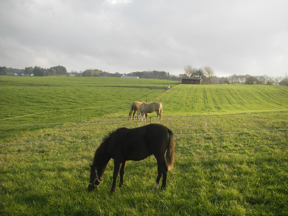 Morgan Edelhof's Sgt. Pepper - Helt ny. De andre heste skal lige vænne sig til den. billede 3