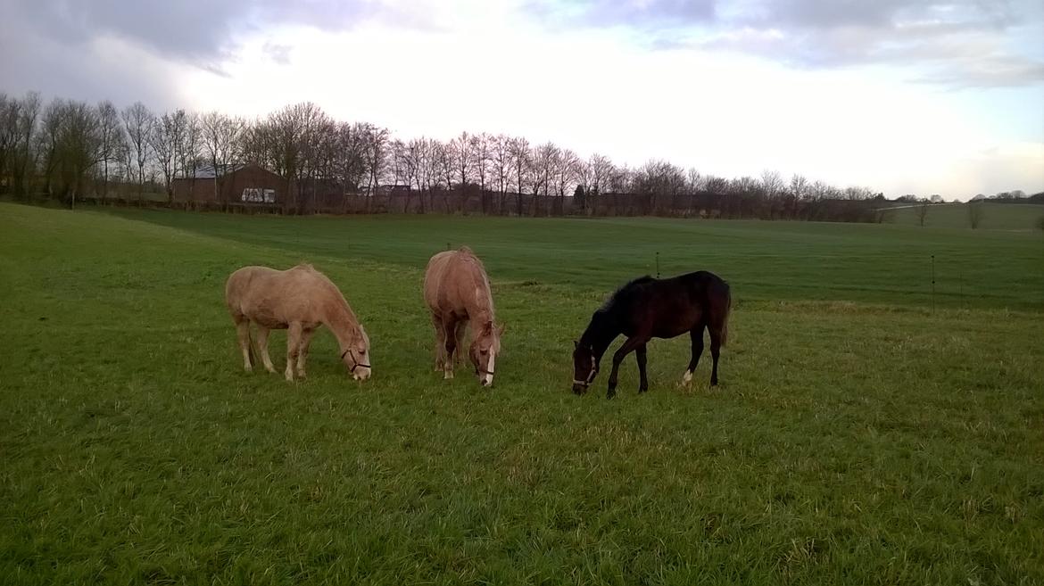 Morgan Edelhof's Sgt. Pepper - Nero, Djoker og Thorgal. Endelig accepteret i "flokken". billede 5