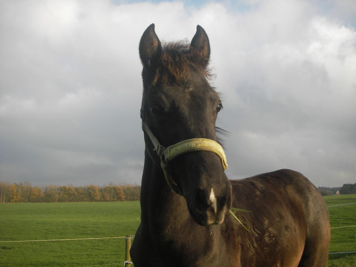 Morgan Edelhof's Sgt. Pepper - Nero, en ung Morgan hest billede 4