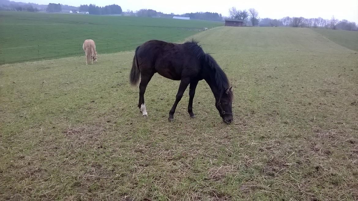 Morgan Edelhof's Sgt. Pepper - Nero (Edelhof's Sgt. Pepper) billede 2