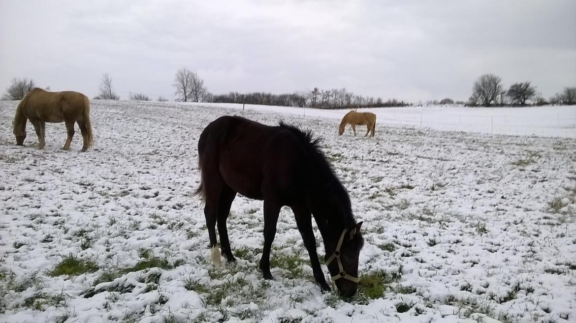 Morgan Edelhof's Sgt. Pepper - December 2017 billede 6