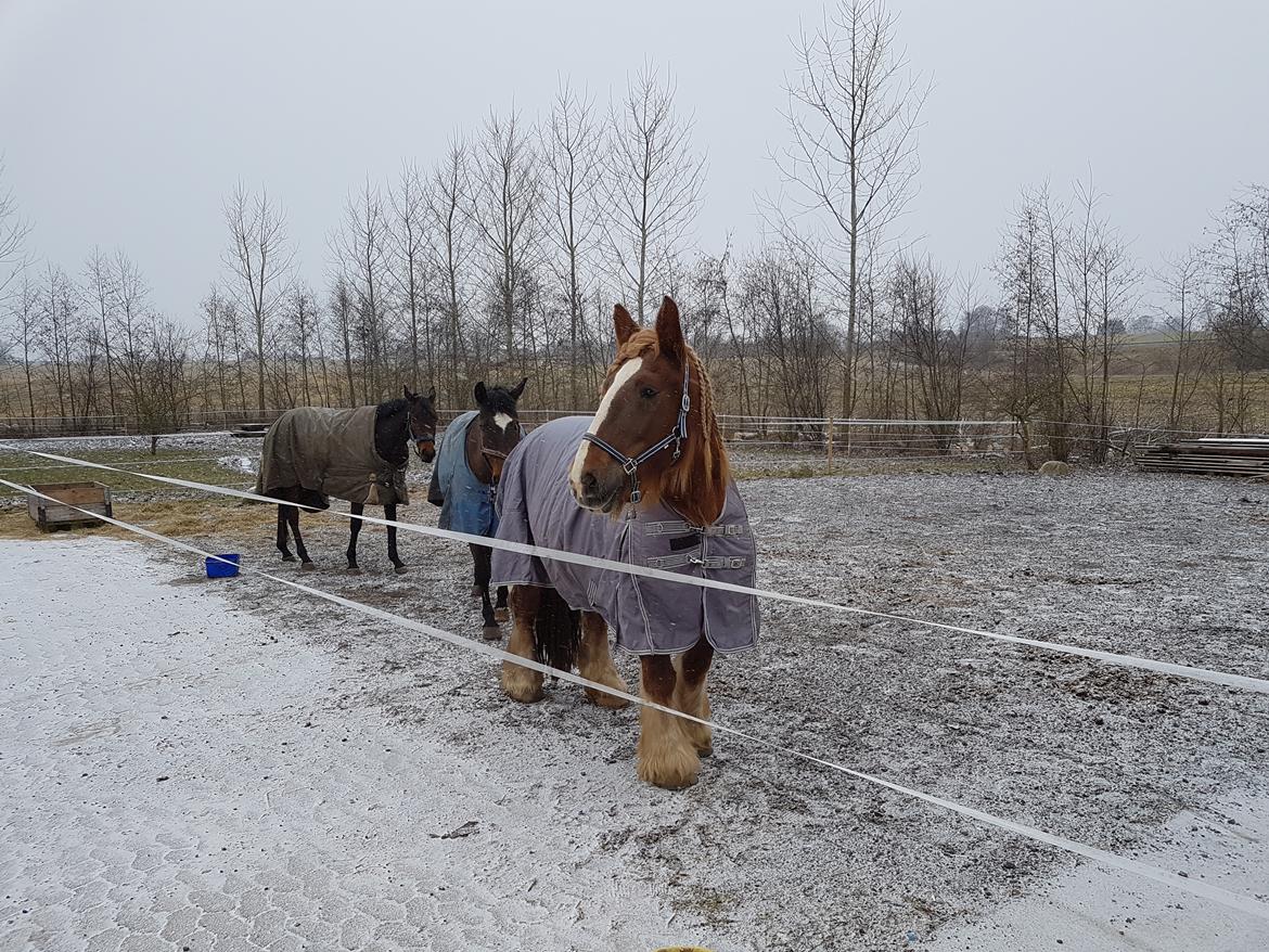 Jyde Helena billede 7