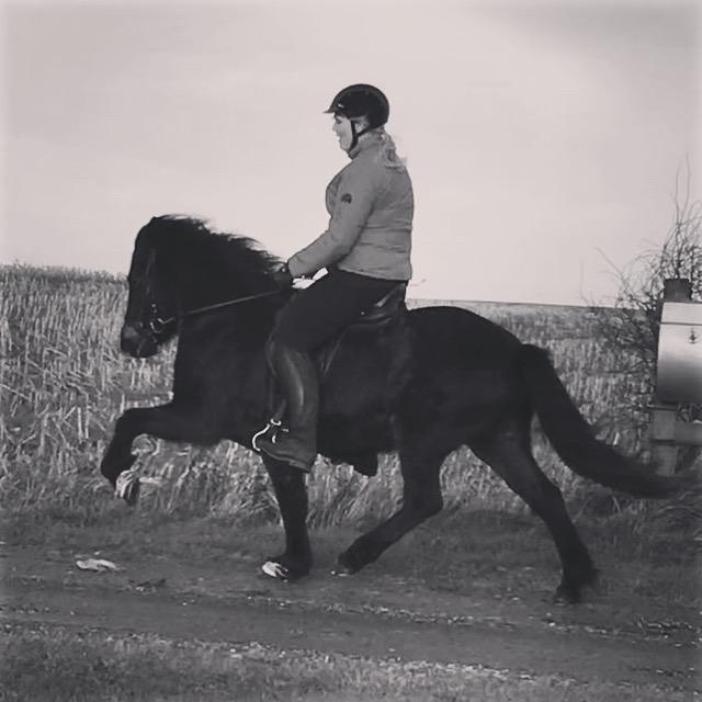 Islænder Embla Fra Flødal billede 15