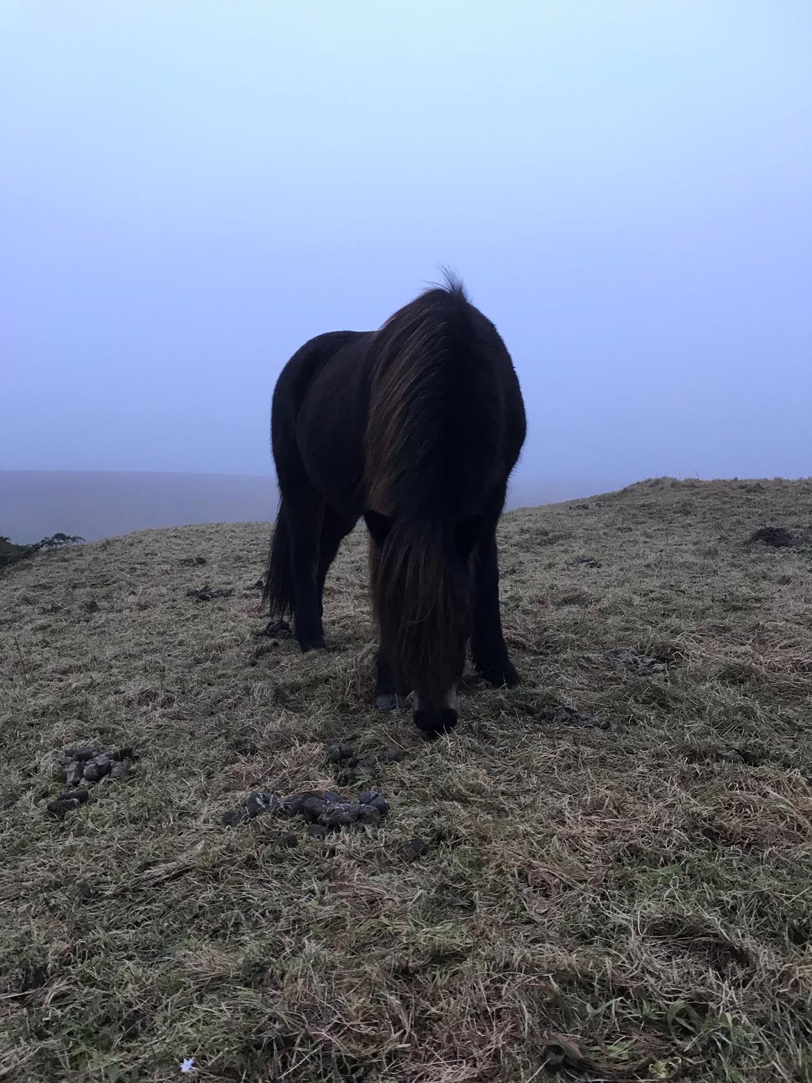 Islænder Embla Fra Flødal billede 19