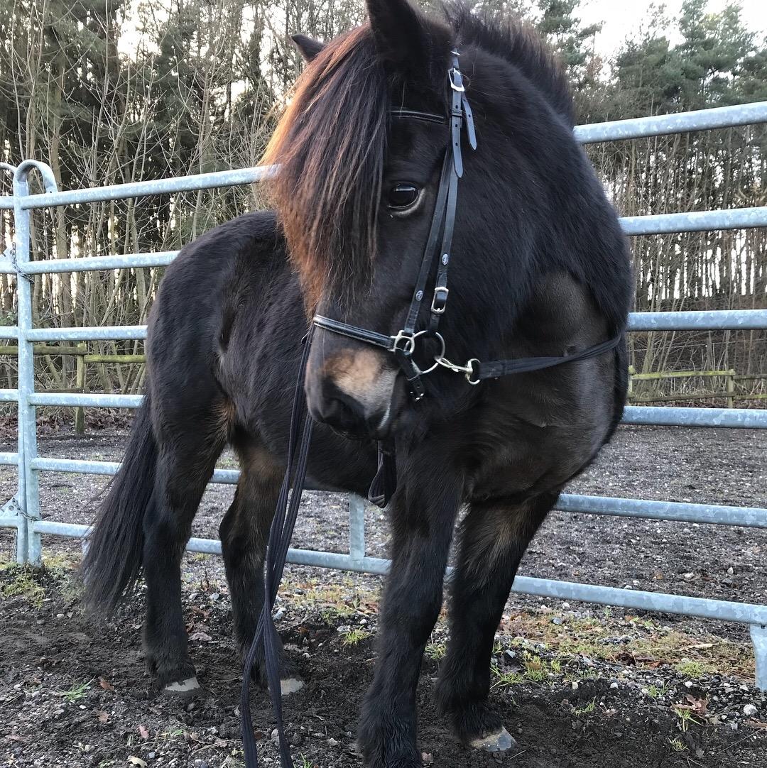 Islænder Embla Fra Flødal billede 18