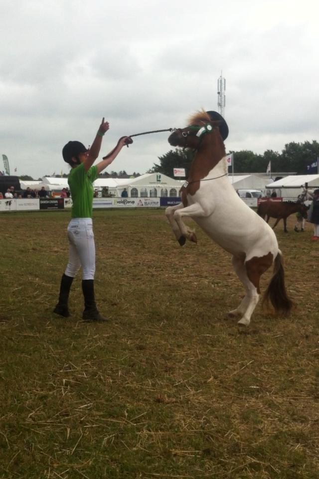 Anden særlig race My lady billede 3