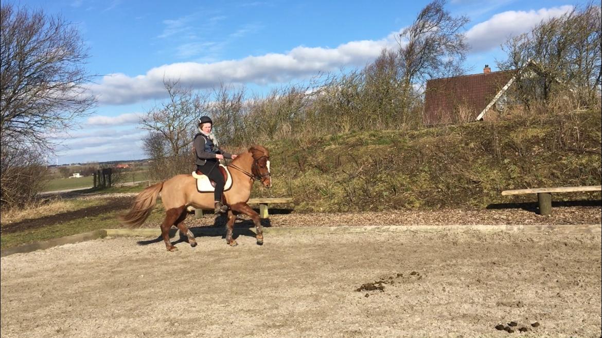 Islænder Sleipnir "Ponze"  billede 4