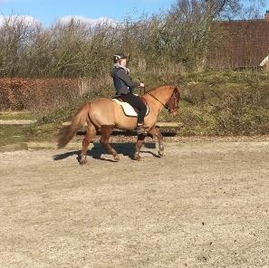 Islænder Sleipnir "Ponze"  billede 6