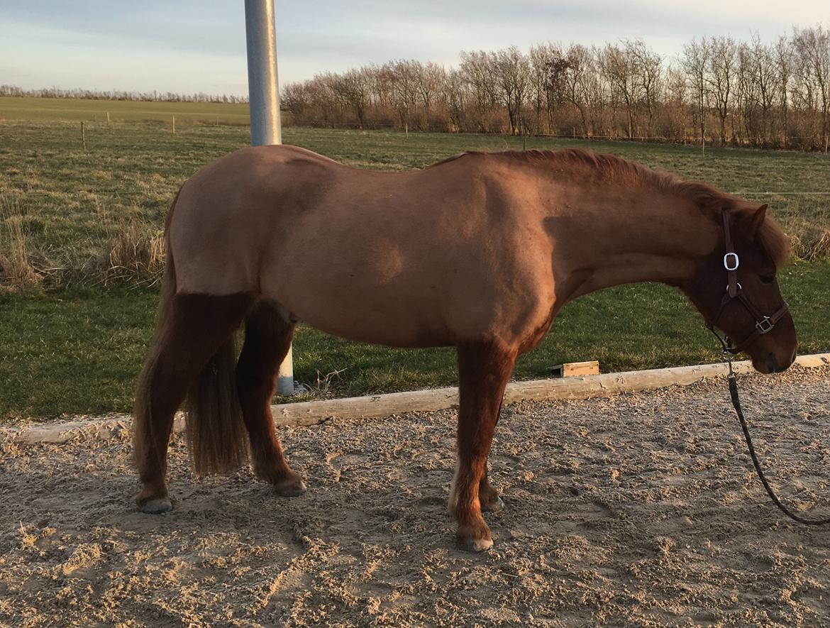 Islænder Sleipnir "Ponze"  billede 11