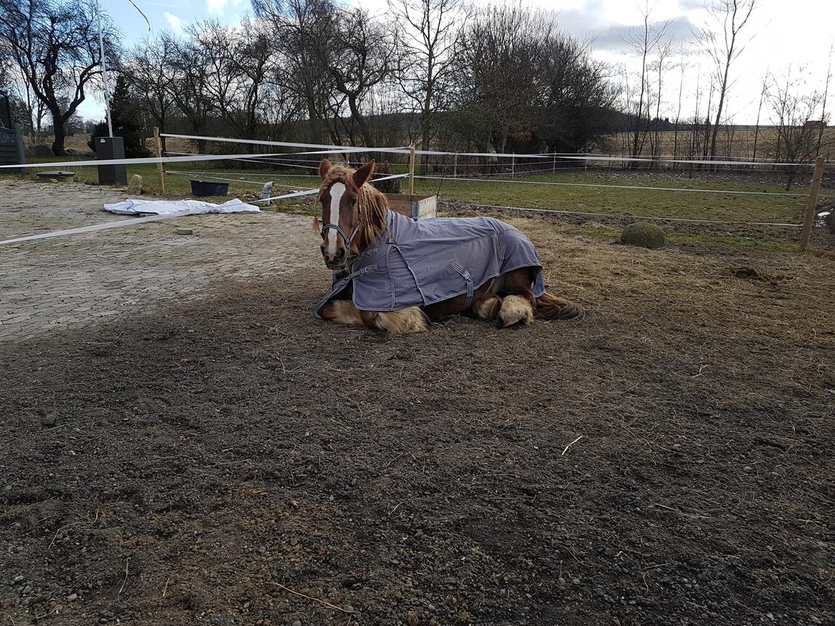 Jyde Helena billede 8