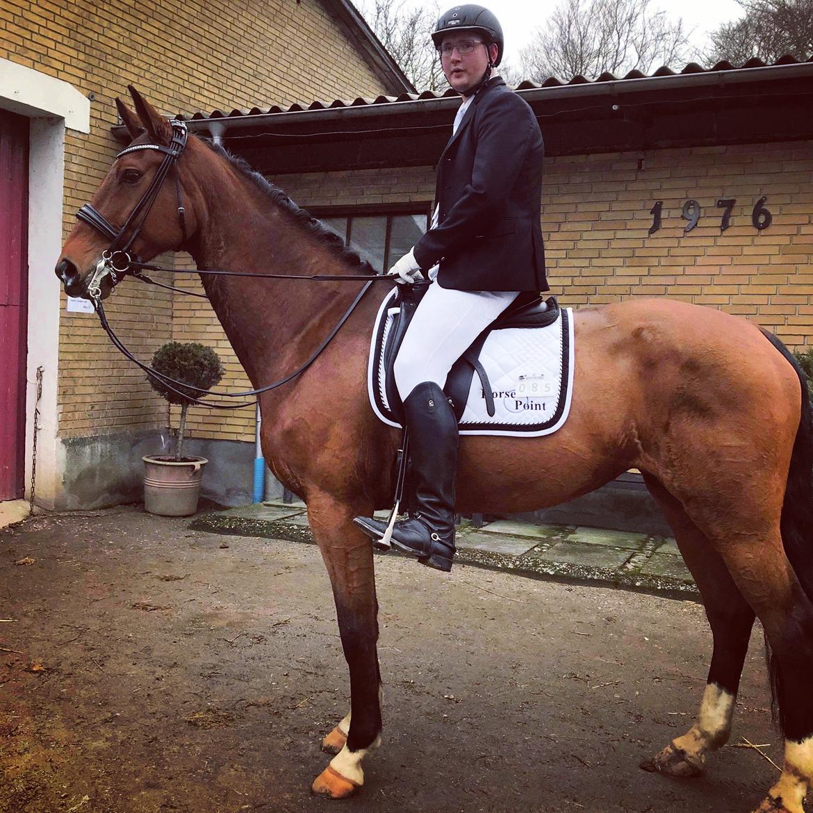 Dansk Varmblod Sky Ebony *Udlånt* billede 17