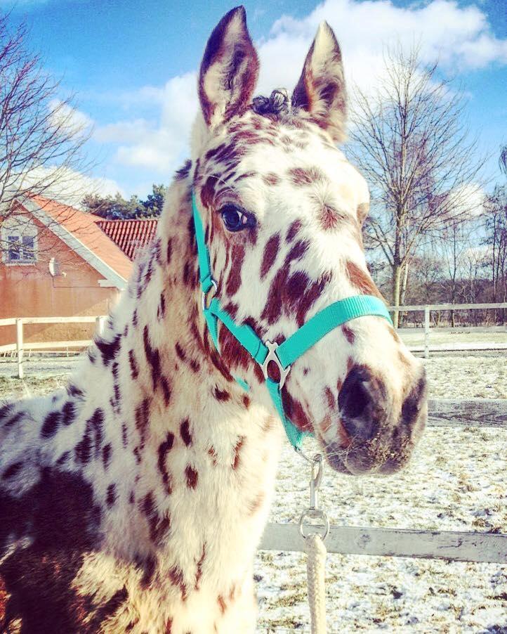 Knabstrupper J.S. Precious Remee - Velkommen til Remee´s profil  billede 1