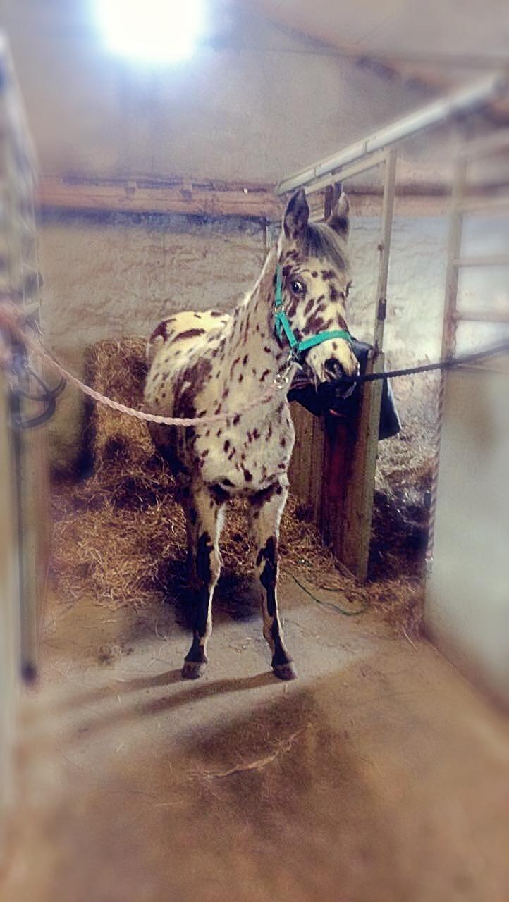 Knabstrupper J.S. Precious Remee - Remee klar til en strigle tur. <3 billede 2