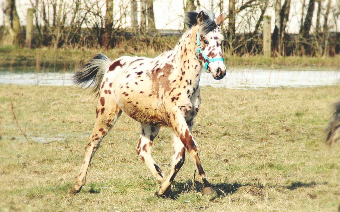 Knabstrupper J.S. Precious Remee - Lækker fyr <3 billede 3