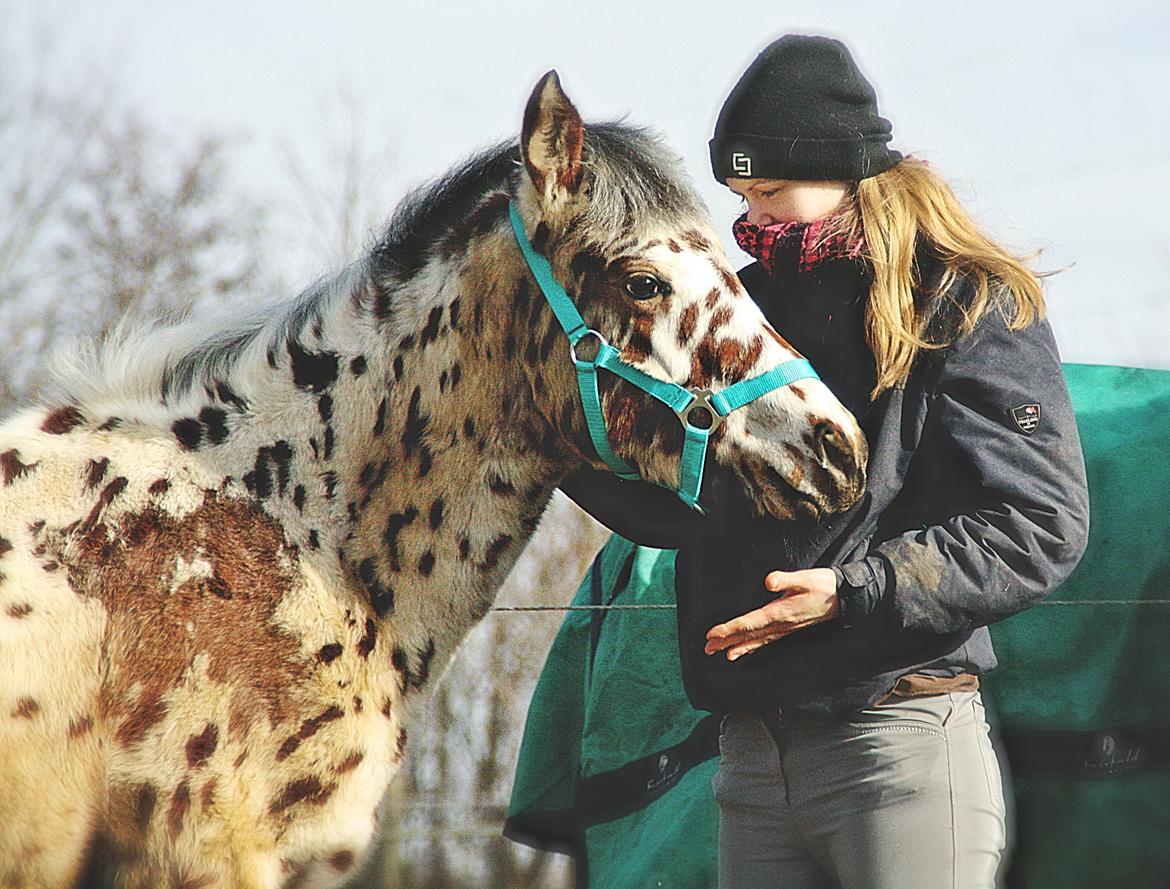 Knabstrupper J.S. Precious Remee - Min fantastiske Kæreste og Remee billede 4