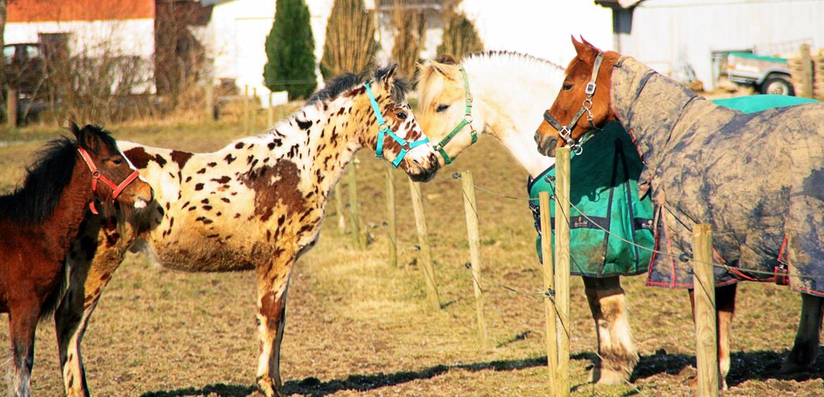 Knabstrupper J.S. Precious Remee - Remee møder sine Brødre <3 billede 5