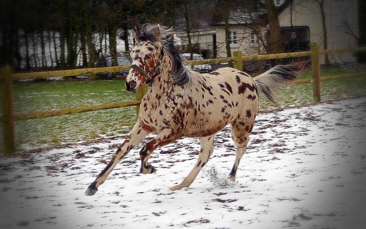 Knabstrupper J.S. Precious Remee - fuld fart <3 billede 6