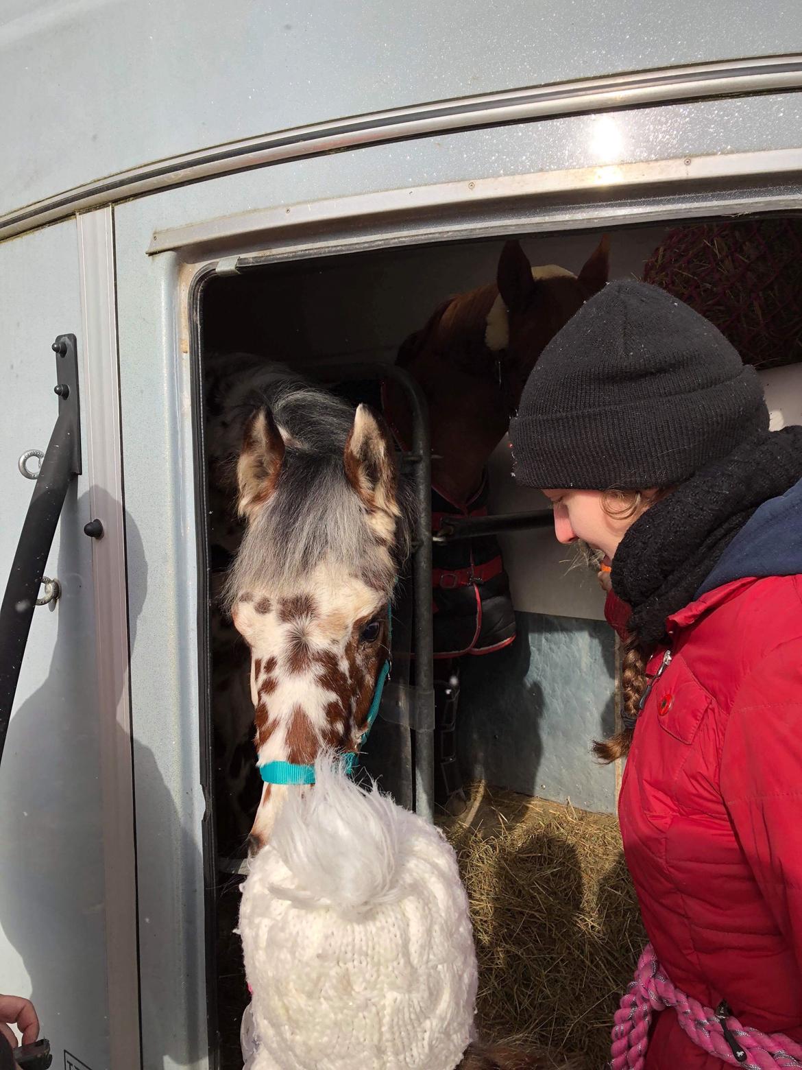 Knabstrupper J.S. Precious Remee - Remee i triler. <3 billede 9