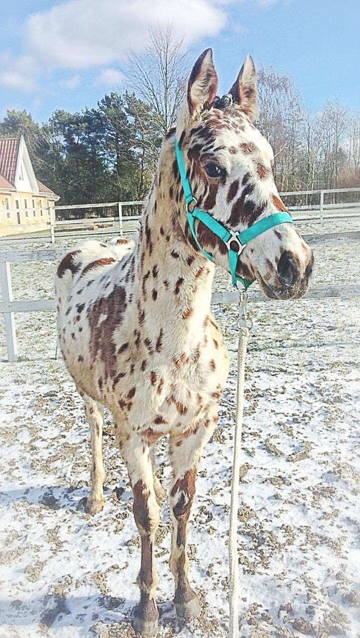 Knabstrupper J.S. Precious Remee - min smukke mand <3 billede 10