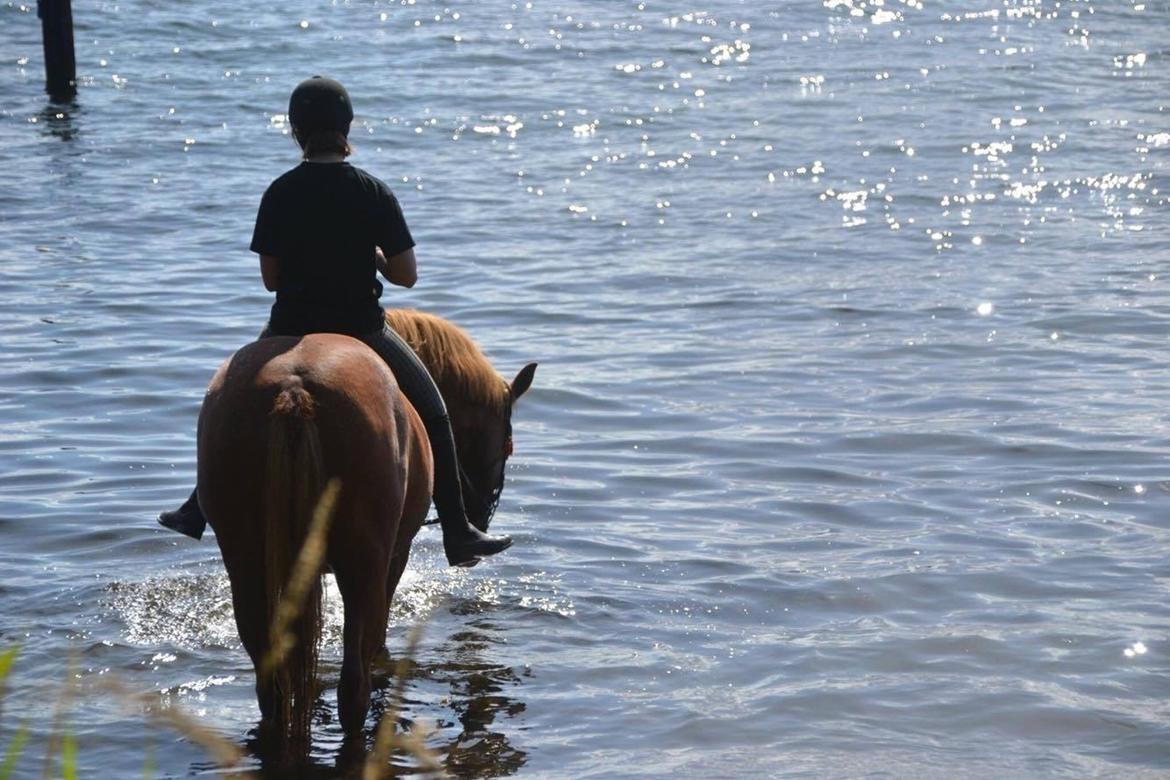 Anden særlig race | UN - Velkommen til - Sommerdag ved fjorden august 2017 billede 1