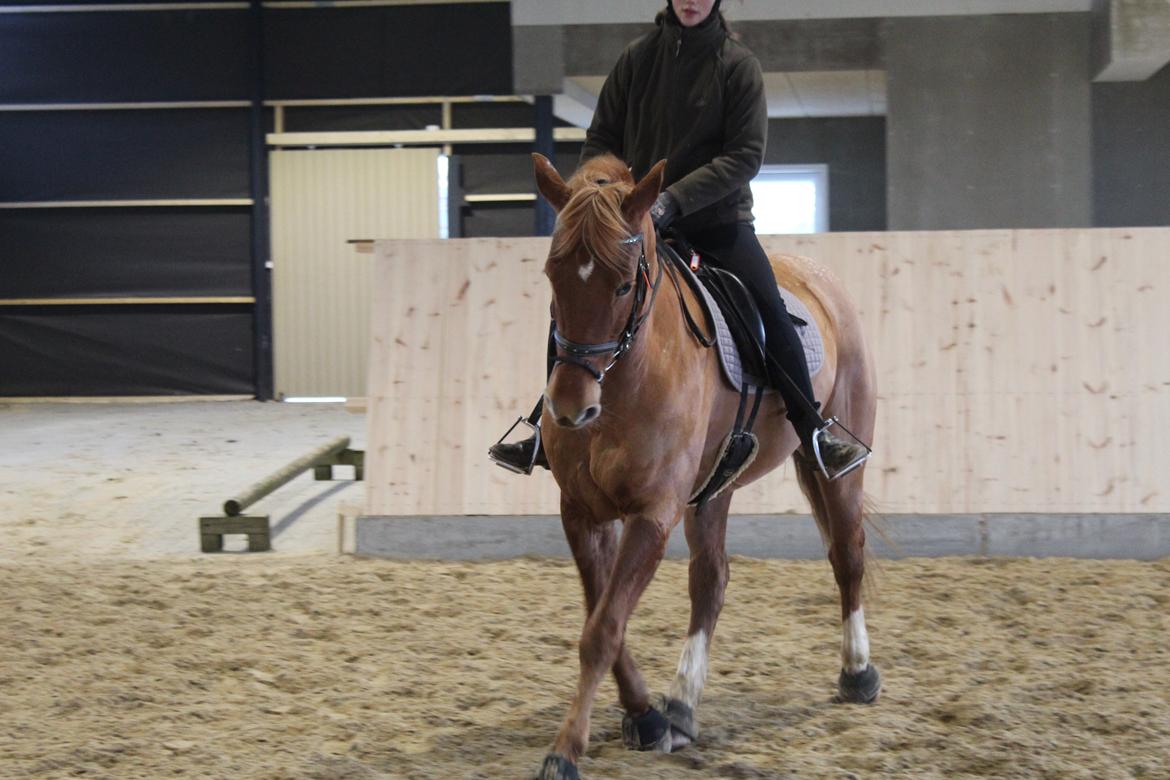 Anden særlig race | UN - Dressur træning januar 2018 billede 2