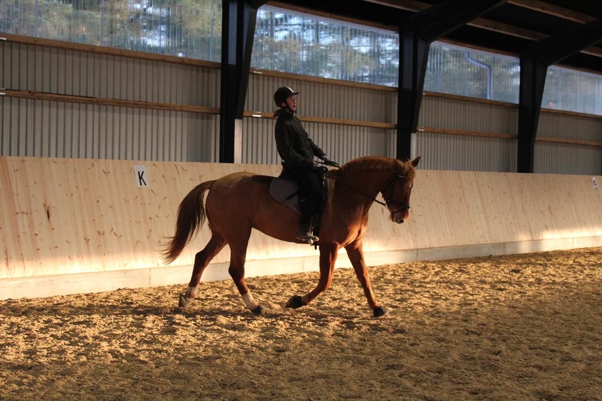 Anden særlig race | UN - Dressur træning januar 2018 billede 10