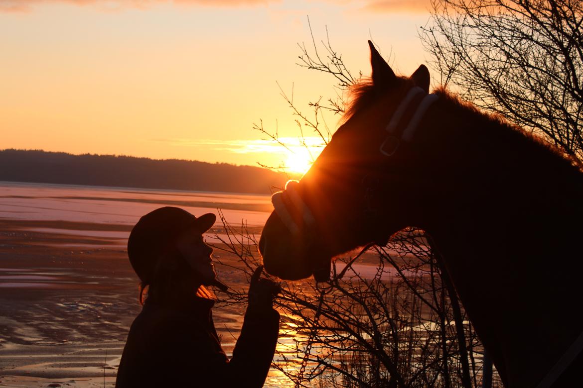 Anden særlig race | UN - solnedgang en vinter dag ved den frodsne fjord - Januar 2018 billede 6