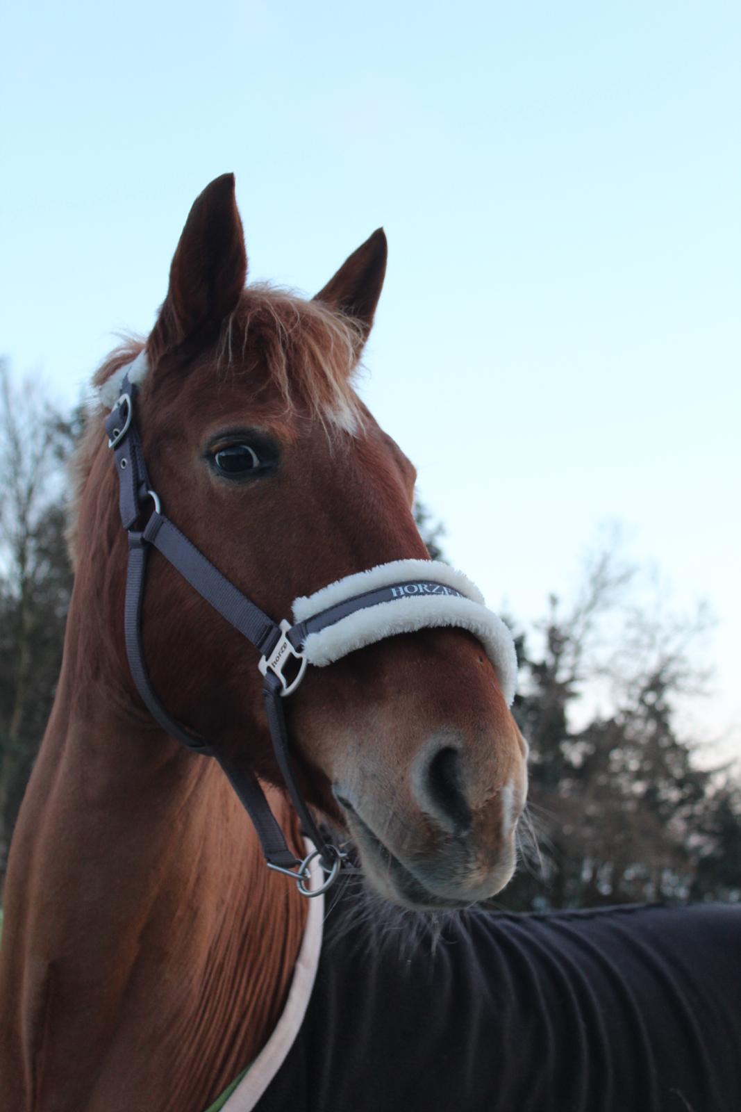 Anden særlig race | UN billede 9