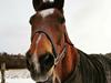 Dansk Varmblod Boston's aspirant (Bosse) [Himmelhest]