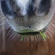 Shetlænder Krabbes kasandra