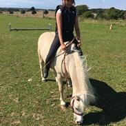 Welsh Mountain (sec A) Snubi (Tidl. Part) 