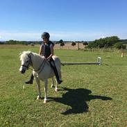 Welsh Mountain (sec A) Snubi (Tidl. Part) 