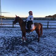 Hollandsk Sportspony Magic Fancy Fancy