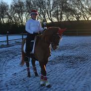 Hollandsk Sportspony Magic Fancy Fancy