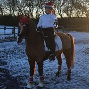 Hollandsk Sportspony Magic Fancy Fancy