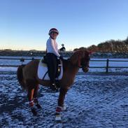 Hollandsk Sportspony Magic Fancy Fancy