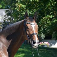 Dansk Varmblod Vemmetofte cosima