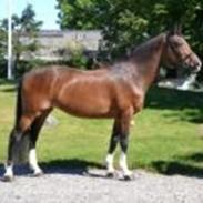 Dansk Varmblod Vemmetofte cosima