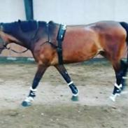 Dansk Varmblod Vemmetofte cosima