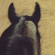 Dansk Varmblod Vemmetofte cosima