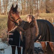 Dansk Varmblod Højgårdens Rafaella-Light