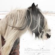 Irish Cob Luna ( Surprice Of Survivor)